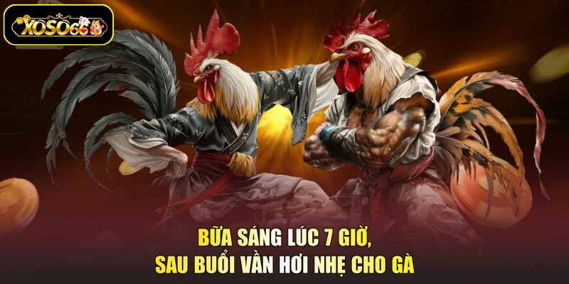 Bữa sáng lúc 7 giờ, sau buổi vần hơi nhẹ cho gà