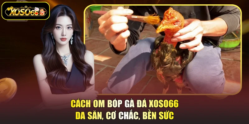 cách om bóp gà đá