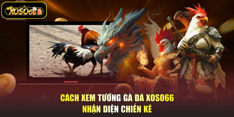 cách xem tướng gà đá