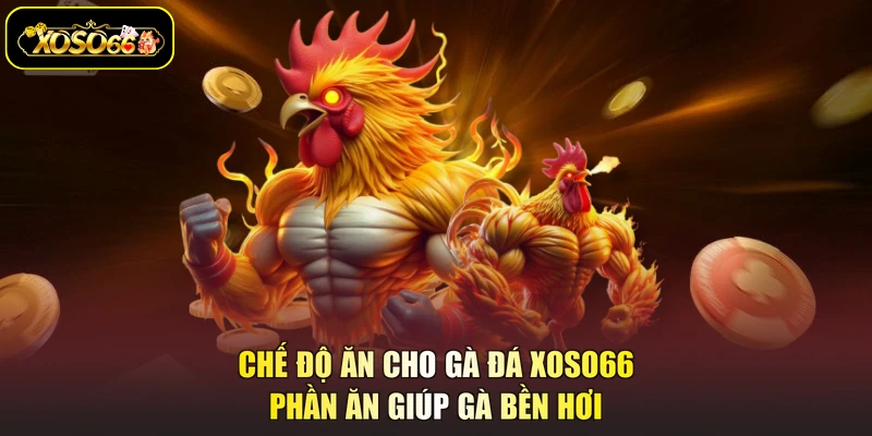chế độ ăn cho gà đá