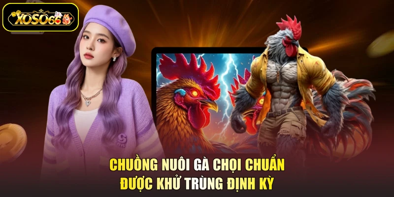 Chuồng nuôi gà chọi chuẩn được khử trùng định kỳ