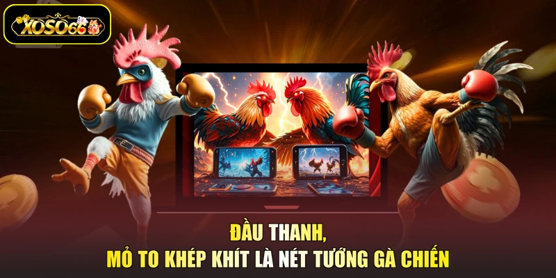 Đầu thanh, mỏ to khép khít là nét tướng gà chiến
