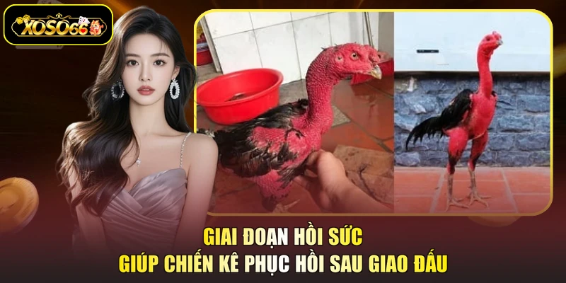 Giai đoạn hồi sức giúp chiến kê phục hồi sau giao đấu