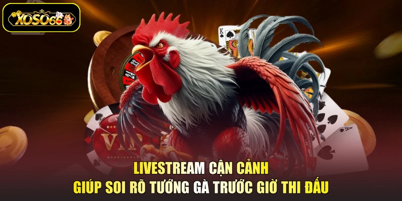Livestream cận cảnh giúp soi rõ tướng gà trước giờ thi đấu