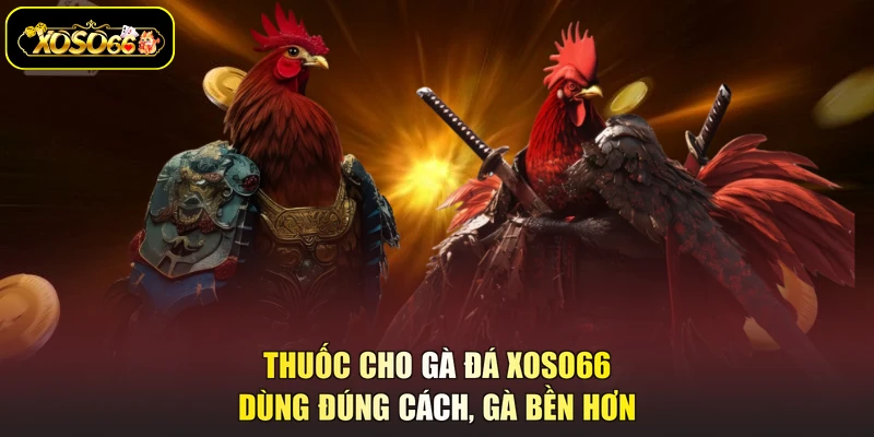 thuốc cho gà đá